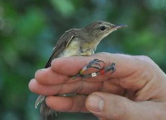 Mit der Ankunft des Seychelles Warbler sind insgesamt 100 Vogelarten auf Frégate Island Private heimisch