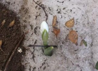 Ungarn meldet „Frühling“