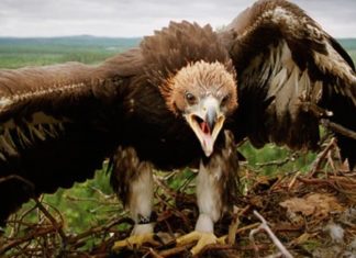 Schweden: Vogelnest-Baumhäuser werden im Juni eröffnet