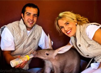 Erdferkel erstmalig per Flasche aufgezogen – Tswalu Kalahari Private Game Reserve Südafrika entlässt Jungtier in Freiheit