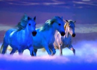 APASSIONATA – Mehr Hintergründe zur Show „Gemeinsam bis ans Ende der Welt“