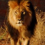 tswalu_kalahari_lion