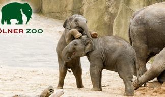 Heute (13.05.) ist Familientag im Kölner Zoo! Familien zahlen den halben Preis
