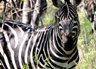 SÜDAFRIKA-SPECIAL: South African Tourism setzt mit „Herzklopfmomenten“ auf emotionale Erlebnisse