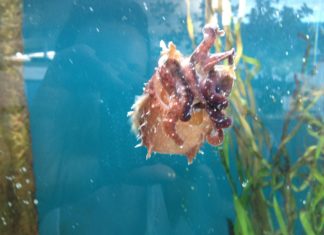 Reisetagebuch Sarasota – Meer, Strände und Abenteuer