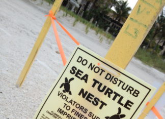 Weltweit eine Million Meeresschildkröten retten: Start des „TUI Turtle Aid“-Programms