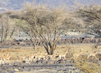 Sharjah lanciert neues Ökotourismus-Projekt – Naturerlebnisse in Khor Kalba an der Ostküste