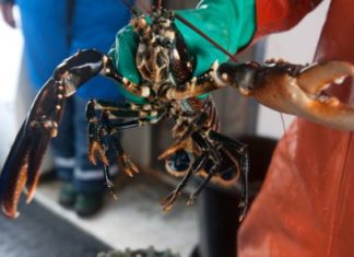 Schweden: Krebsfest verabschiedet den Sommer – Beim Malmöfestival gibt es viele Schalentiere