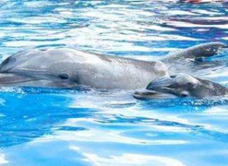 Meer-Einblicke in die Unterwasserwelten von SeaWorld® mit Attraction Tickets Direct