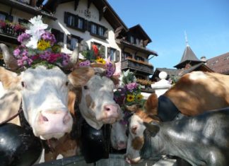 Tierische Misswahl mitten in Gstaad