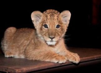 Löwenkind Joy zu Gast im Filmtierquiz, Samstag, 15. September 2012