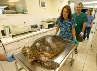 Mit Panzer im OP: Das „Turtle Hospital“ auf den Florida Keys bietet Chefarztbehandlung für verletzte Schildkröten