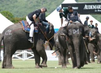 Thailand / Anantara Resort: Elefanten Polo und viel Prominenz