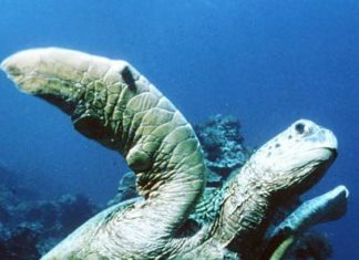 Borneo: Unterstützung auf der Insel Mantanani