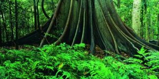 Mit Ureinwohnern durch den Regenwald: Aborigines zeigen Flora und Fauna