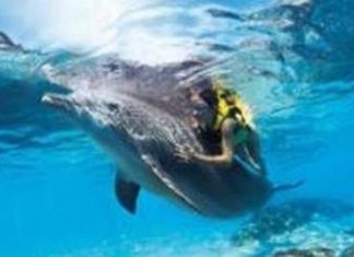 Mit Discovery Cove® in den Weihnachtsferien in exotische Riffe abtauchen