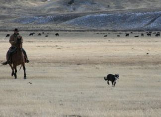 Nevada: Cowboy Poetry Gathering – hier gibt es Westernkultur und Wildwestromantik!