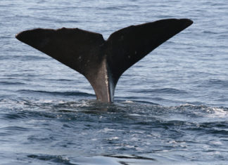 Nasses Vergnügen: Whale Watching auf Hawaii