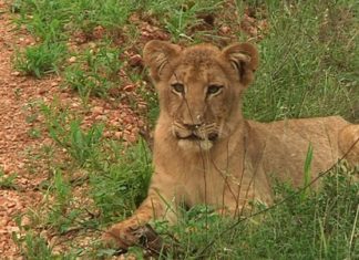 Walking Safaris in Südafrika