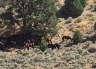 Nevada: Reno veranstaltet größtes Rodeo