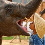 Anantara-Elefanten