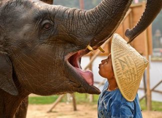 Anantara Hua hin Resort & Spa: Die Elefanten sind wieder los beim Elefantenpolo