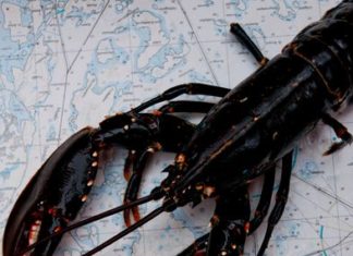 Die „neue Welle“ im kulinarischen Tourismus rollt nach Göteborg