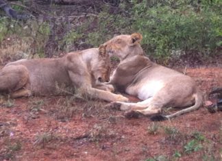 Südafrika – eine Fauna der Superlative