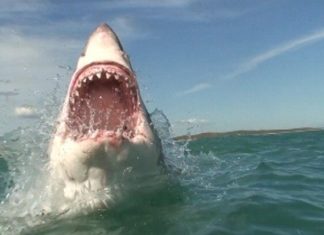 Südafrika: Mit dem Weißen Hai Auge in Auge!