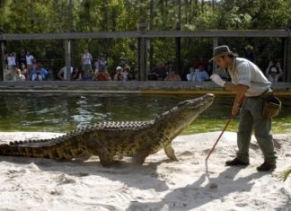 Orlando: Attraktion mit Biss – Gatorland