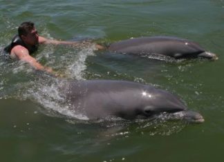 Key Largo: Mit den Delfinen schwimmen