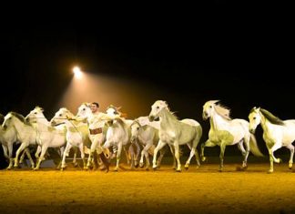 Ab November wieder Pferde-Show: Apassionata