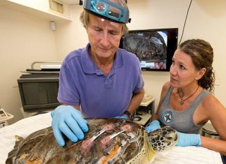 Turtle Hospital Florida: Schildkröte von Zahnarzt vor dem Tod gerettet!