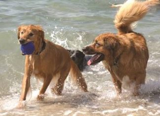 Urlaub mit Haustieren in den USA? An Floridas Westküste sind Hunde Willkommen!