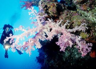 Ägypten / Soma Bay: Tauchevent Dive Trophy 2013