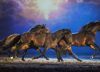 Apassionata – Pferdemusical als Weihnachtsgeschenk?