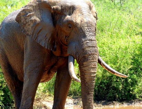 Begegnung mit den Big Five - Foto: Flying Media