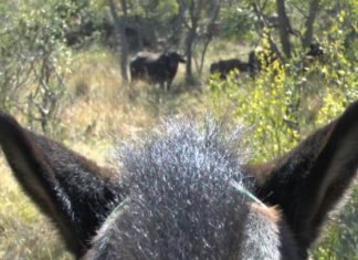 Alles Glück dieser Erde liegt auf dem Rücken der Pferde – Reitsafari im Lake Mburo Nationalpark / Uganda