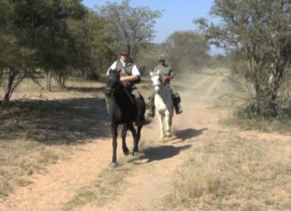 Südafrika neu erleben – der Tierwelt ganz nah