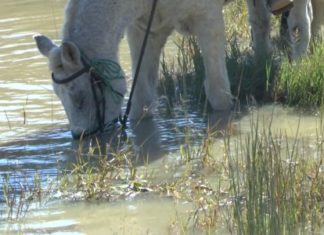 Vorsicht vor Tropenkrankheiten! (Video)