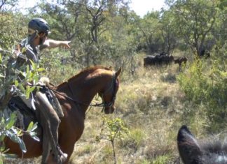 Reitsafari – ein Abenteuer in Südafrika