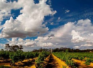 Australien: Mit dem Glas in der Hand die Weindestination Südaustralien erleben
