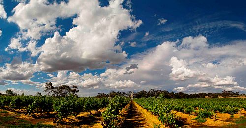 Australien-Wein