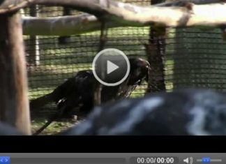 Australien: Raubvögel durch Fischernetze in Gefahr