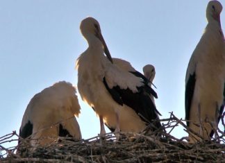 Ungarn: Die Störche sind los… (VIDEO)