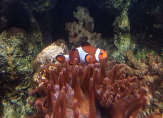 Abenteuer im Aquarium?