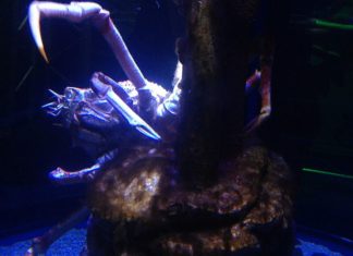 VIDEO zur Riesenkrabbe in Königswinter (Freizeit-Tipp)