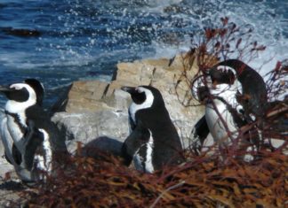 Neuseeland: Schnee für Pinguinkolonie im Auckland SeaLife Aquarium