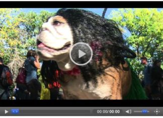 Halloween-Parade für Hunde in New York (Video)