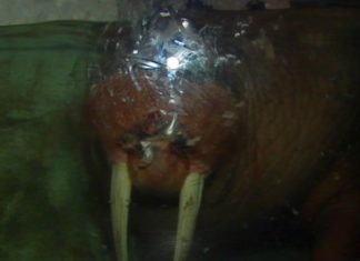 Argentinien: Kampf der See-Elefanten (VIDEO)